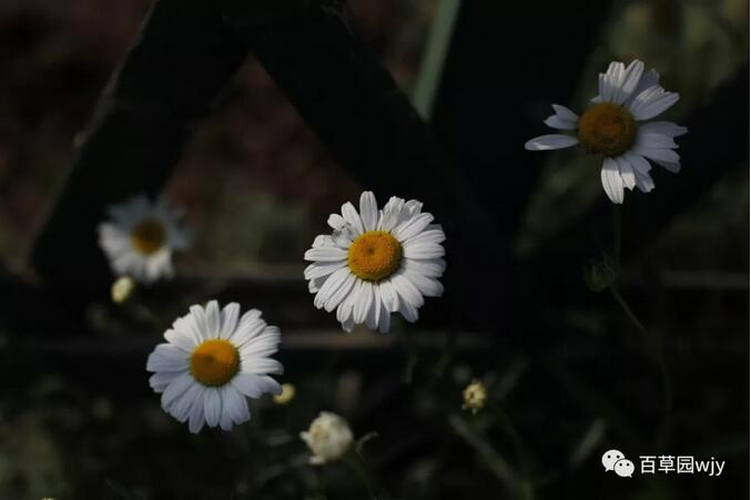 1547514157793585.jpg 3.jpg