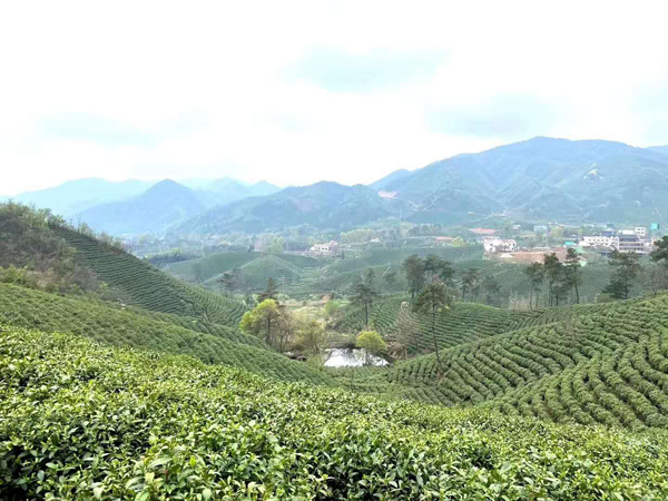 1585619915419948.jpg 2.jpg