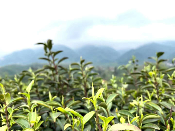 1585619958846178.jpg 3.jpg