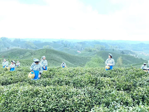 1585619890526853.jpg 1.jpg