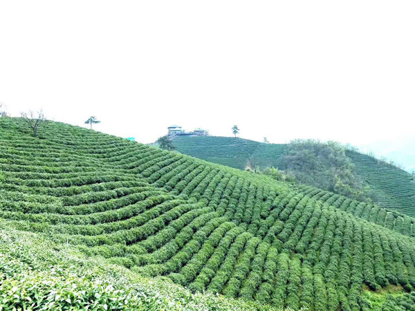 1585619932460420.jpg 4.jpg