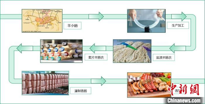 圖為腸衣生產(chǎn)加工過程示意圖。　受訪者供圖
