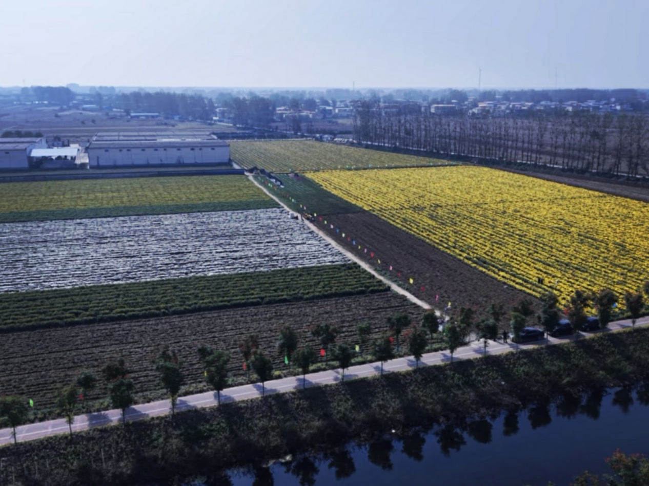 漯河源匯區(qū)市大劉鎮(zhèn)皇玉村：百畝皇菊綻金輝 